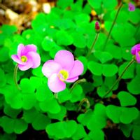 オキザリス,オキザリス 初恋,オキザリス 初恋,小さな花,小さな庭の画像