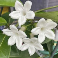 マダガスカルジャスミンの画像