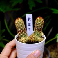サボテン,サボテン,シダ,黄金司,サボテン マミラリアの画像