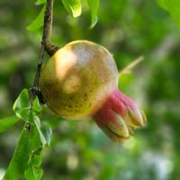 オシロイバナ,ザクロ,ピンクのお花,チョウチョ,夫に感謝の画像