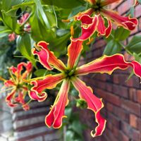 グロリオサ,花壇,災害時備蓄,手洗・うがい・マスク,ウクライナに平和をの画像