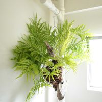 シダ,ドリナリア  リギデュラ  ホワイティ,観葉植物,シダ植物,グリーンインテリアの画像
