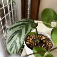 カラテアの画像