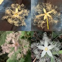 カラスウリ,オキナワスズメウリ,オキナワスズメウリの実,からすうりの実の画像