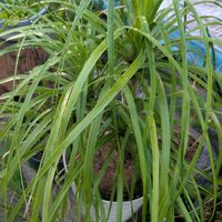 トックリラン,観葉植物,成長記録,多様性を愛する会,人に優しくの画像
