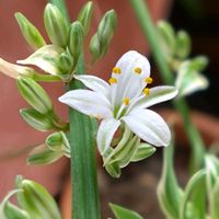 アップルミント,オリヅルラン,ヤマユリ,オリヅルランの花,セイヨウミズキの画像