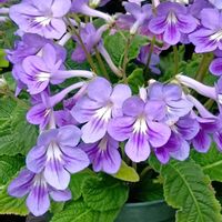 ストレプトカーパス,かわいい,可愛い,紫の花,癒しの画像