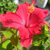 ゼラニウム,ハイビスカス,ペラルゴニウム,プルネラ   フリーランダー,花のある暮らしの画像