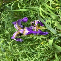 ハナショウブの画像