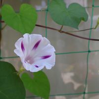 アサガオ,アジサイ,いね,白川郷,アジサイ科　アジサイ属の画像