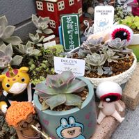 サルスベリ,コケサンゴ,アベリア,八重咲きムクゲ,藤(フジ)の花の画像