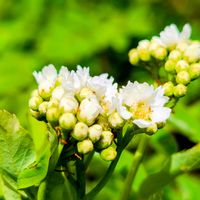 ナナカマド,乗鞍岳,山野草,白い花,登山の画像