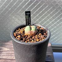カルキュルス,多肉植物,脱皮,ベランダー,コノフィツム属の画像
