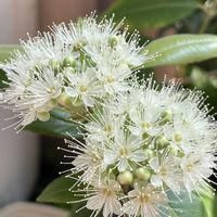 レモンマートル,花のある暮らし,緑のある暮らし,お庭のお花,癒しの草花の画像