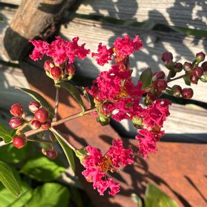 サルスベリ,junk,花木,ジャンクガーデン,お庭の花たちの画像