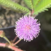 オジギソウの画像