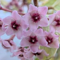 ホヤ・カルノーサ,ホヤ・カルノーサ,ホヤ・カルノーサ,鉢植え,小さな庭の画像