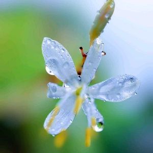 オリヅルラン,オリヅルラン,オリヅルランの花,山野草,白い花の画像