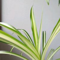 オリヅルラン,観葉植物,ガーデニング,挿し木,今日の一枚の画像