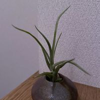 チランジア,エアプランツ,一輪挿し,iPhone撮影,備前焼の画像