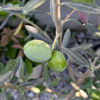オリーブ,花壇,ガーデニング,か〜わい〜,家庭菜園の画像