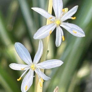 オリヅルラン,子株,観葉植物,近所の公園,ランナーの画像