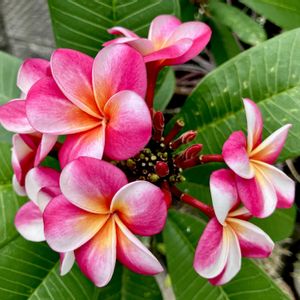 Plumeria "Divine",グリーンファームあい菜フローラ店,車庫の画像