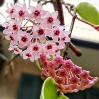 ホヤ・カルノーサ,サクララン,ホヤ,ピンク,ピンクの花の画像