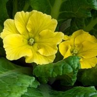 プリムラ　ジュリアン,大好き,癒し,花のある暮らし,綺麗の画像
