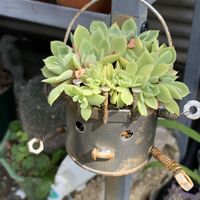 パンジー,多肉植物,多肉植物とサボテン,タニラー,多肉植物大好きの画像
