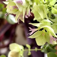 オレガノ ケントビューティー,꒰ღ˘◡˘ற꒱かわゅ~,今日の一枚,植物中毒,お花は癒しの画像
