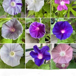 アサガオ,朝顔,朝顔,朝顔 紺条斑点絞り,朝顔 紺条斑点絞りの画像