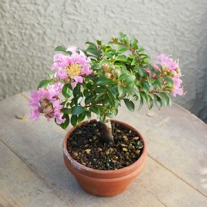 盆栽,小品盆栽,山野草,バルコニー/ベランダの画像