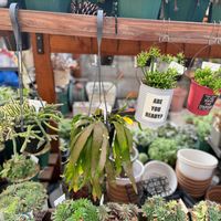 リプサリス,多肉植物の画像
