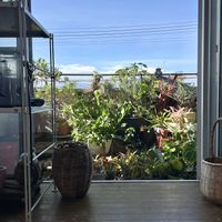 タイム,サラセニア、,チャメロプス,観葉植物達,ビルベルギアの画像