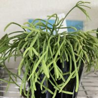 リプサリス,リプサリス　カスッサ,多肉植物,値引き救出の画像
