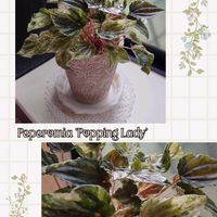 ペペロミア,観葉植物,斑入り葉っぱ,ねこと緑のある暮らし,ペペロミア　ポッピングレディの画像