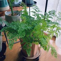 アジアンタム,アジアンタム,観葉植物,リビング・ダイニングの画像