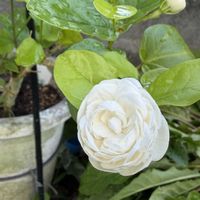 ポインセチア,ジャスミン,花のある暮らし,みどりのある暮らし,おうち園芸の画像