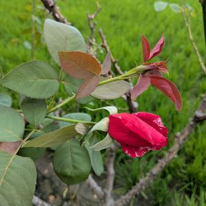 バラ,パパメイアン,モーリス ユトリロ,バラ カリフォルニアドリーミング,薔薇♪の画像