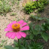 アメリカンブルー,アメリカンブルー,百日草,百日草,スベリヒユの画像