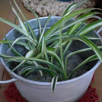 オリズルラン,オリズルラン,リビング,癒しの植物の画像