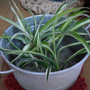 オリズルラン,オリズルラン,リビング,癒しの植物の画像