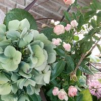 アジサイ,アジサイ,サンゴバナ,サンゴバナ,サンゴバナの蕾の画像
