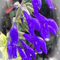 サルビア・ガラニチカ,花のある暮らし,青い花マニア,おうち園芸,チーム・ブルーの画像