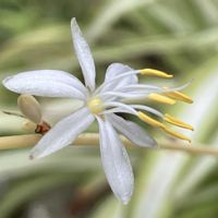 デージー,ナデシコ,オリヅルランの花,フェスティバル錦,多肉植物の画像