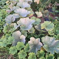 かぼちゃ,オクラ ヘルシエ,つるなしやっこ,家庭菜園の画像