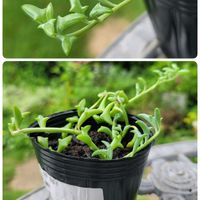 カサブランカ,フロックス,ムクゲ,ドルフィンネックレス,多肉植物の画像