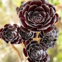 黒法師,タイトゴメ,パープルヘイズ,ブルーベリーラビットアイ系,サクサグラレ モスグリーンの画像