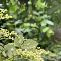 クワ,フキ,ヤブカラシ,ツタ(蔦),裏庭の画像